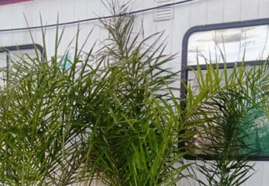 Decomiso de palmeras trasladadas de forma irregular