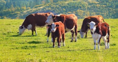 Servicio natural: ¿Cómo preñar las vacas temprano? Servicio natural: ¿Cómo preñar las vacas temprano?