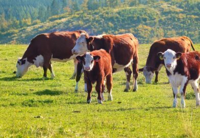 Servicio natural: ¿Cómo preñar las vacas temprano?
