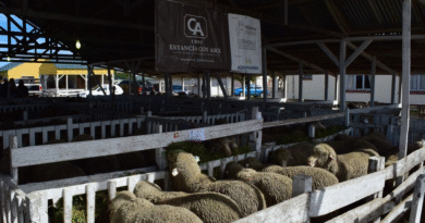Productores patagónicos sostienen que habrá un costo sanitario y económico tras el cambio en la barrera sanitaria