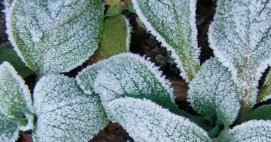 Helada negra y blanca, cómo se forman y qué daños le provocan a plantas y cultivos