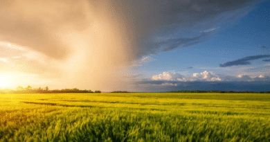 Un laboratorio pionero simulará los efectos del clima extremo en los cultivos alimentarios