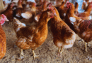 Promueven prácticas para fortalecer la producción local de huevos