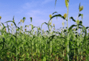 La cosecha de sorgo culmina mejor de lo esperado