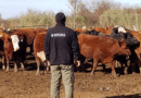 Trabajo interinstitucional para fortalecer el correcto desarrollo de los remates feria