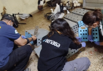 Tráfico ilegal: Se evitó el ingreso irregular de aves ornamentales en la frontera con Brasil