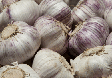 Argentina actualiza su reglamento sobre calidad del ajo en línea con el Mercosur