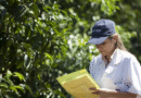 Se estableció un nuevo plan integral de medidas para el control del HLB en plantas cítricas