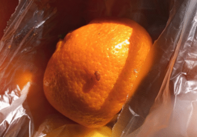 Acciones de prevención por Mosca de los frutos en la barrera sanitaria patagónica