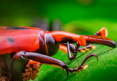 Acciones para prevenir el ingreso al país del picudo rojo de las palmeras