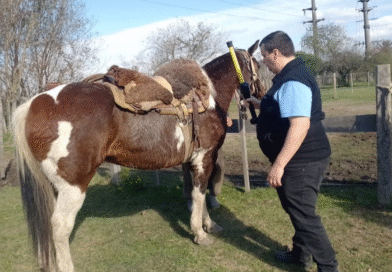 Verificación de la identificación y trazabilidad de los equinos