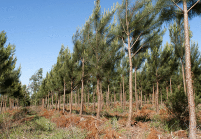 Se incrementó la superficie de plantaciones forestales en más de 48.000 hectáreas nuevas
