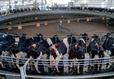 La producción nacional de leche creció 12% en el primer semestre 2025