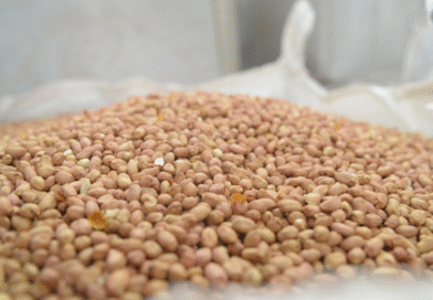 Argentina lidera el mercado mundial de maní con exportaciones récord