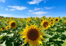 El girasol se expande en Argentina: alcanzaría su segunda mayor siembra histórica en la campaña 2025/26