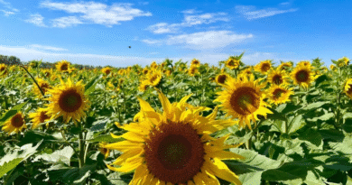 El girasol se expande en Argentina: alcanzaría su segunda mayor siembra histórica en la campaña 2025/26 El girasol se expande en Argentina: alcanzaría su segunda mayor siembra histórica en la campaña 2025/26