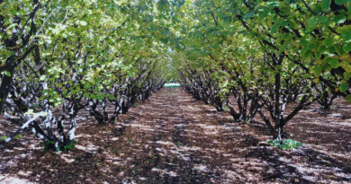 Poda mecánica en frutales, una herramienta que mejora la producción