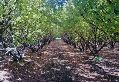 Poda mecánica en frutales, una herramienta que mejora la producción