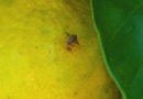 Estudian el comportamiento de la mosca de la fruta