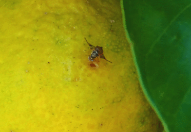 Estudian el comportamiento de la mosca de la fruta