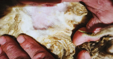 Sarna ovina: claves para una detección temprana y un control efectivo Sarna ovina: claves para una detección temprana y un control efectivo