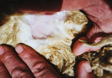 Sarna ovina: claves para una detección temprana y un control efectivo