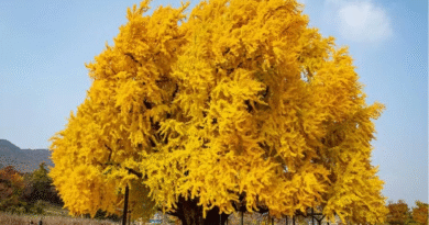 ¿Cuál es el árbol más hermoso del mundo?