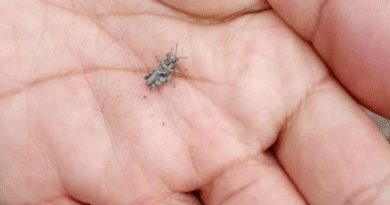 Monitoreo por tucura sapo y capacitación a productores para su manejo en Chubut