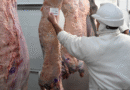 La tipificación bovina ya alcanza al 95% de la faena nacional