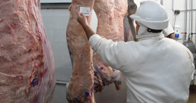 La tipificación bovina ya alcanza al 95% de la faena nacional
