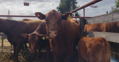 Manual de Bienestar Animal elaborado por el IPCVA y el Consorcio ABC