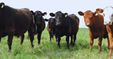 Alfalfa: Pautas para mejorar la eficiencia y la producción de carne
