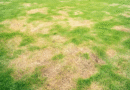 Manchas marrones en el pasto: cómo identificar la causa y devolverle la vida a tu jardín
