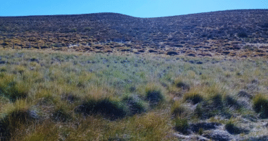 El coirón blanco, una forrajera nativa con semilla certificada