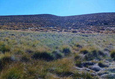 El coirón blanco, una forrajera nativa con semilla certificada