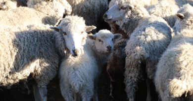 Asesoramiento técnico sobre sarna ovina a productores de la provincia de Chubut Asesoramiento técnico sobre sarna ovina a productores de la provincia de Chubut