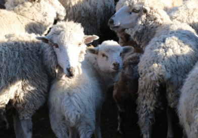 Asesoramiento técnico sobre sarna ovina a productores de la provincia de Chubut