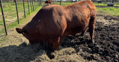 La genética bovina argentina logró ingresar por primera vez al mercado de Panamá