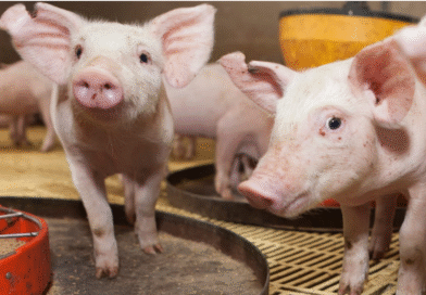 Nuevo Plan Nacional de Control y Erradicación contra la Enfermedad de Aujeszky Nuevo Plan Nacional de Control y Erradicación contra la Enfermedad de Aujeszky