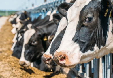 EMPROMUV: Relevamiento de Tambos en Villarino EMPROMUV: Relevamiento de Tambos en Villarino