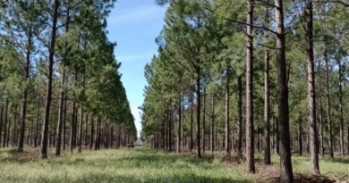 La exportación de productos maderables creció 34,5 % en valor en los primeros 8 meses del año La exportación de productos maderables creció 34,5 % en valor en los primeros 8 meses del año