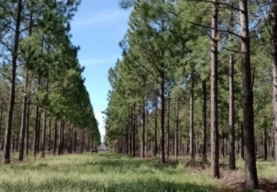 La exportación de productos maderables creció 34,5 % en valor en los primeros 8 meses del año La exportación de productos maderables creció 34,5 % en valor en los primeros 8 meses del año