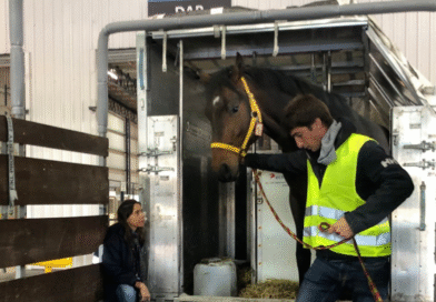 Nuevas condiciones sanitarias para el aislamiento de equinos que sean importados Nuevas condiciones sanitarias para el aislamiento de equinos que sean importados