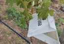 Dos nuevos viñedos se sumaron a la red de monitoreo de la polilla de la vid en La Pampa Dos nuevos viñedos se sumaron a la red de monitoreo de la polilla de la vid en La Pampa