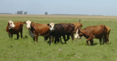 Control integrado: la estrategia de INTA contra la garrapata bovina