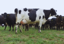 Avanzan en el desarrollo de una vacuna para prevenir la mastitis bovina