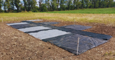 Con radiación solar reducen en un 50 % la aparición de malezas