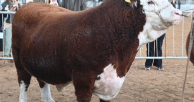 La venta de toros para la mejora genética creció 15% y ratifica el buen momento de la ganadería argentina La venta de toros para la mejora genética creció 15% y ratifica el buen momento de la ganadería argentina