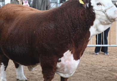 La venta de toros para la mejora genética creció 15% y ratifica el buen momento de la ganadería argentina La venta de toros para la mejora genética creció 15% y ratifica el buen momento de la ganadería argentina