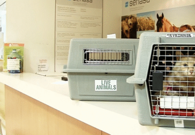 Cómo acceder en un clic al trámite digital para trasladarse con una mascota al exterior